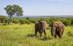 Young Elephants, Serengetti, Tanzania