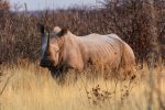 White Rhino, Ongava Preserve, Namibia
