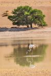 White Flamingo, Sossussvlei, Namibia