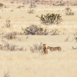 Cheeta, Namib Desert, Namibia