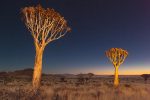 Quiver Trees at night, Namibia
