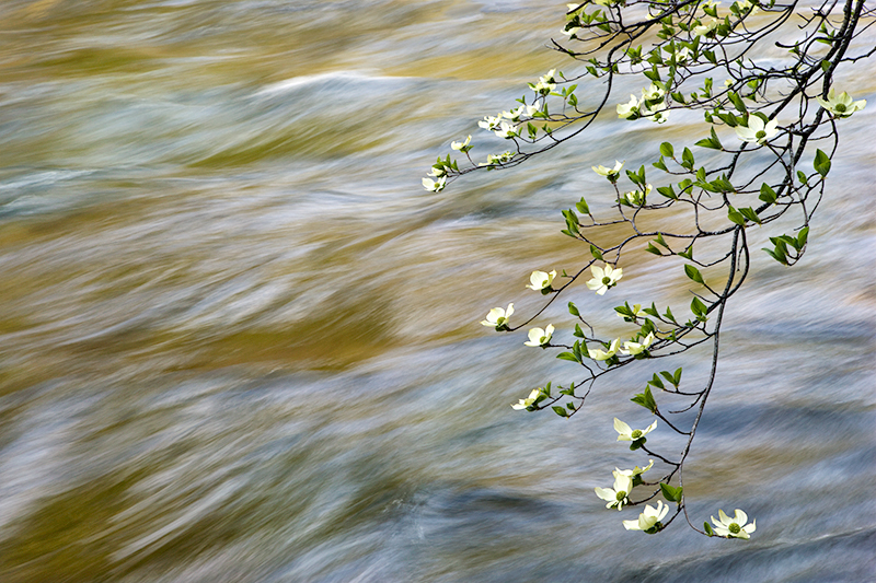 Dogwood Along Merced River, Yosemite