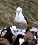 Black Browed Albatross and Chick