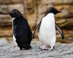 Rock Hopper Penguins