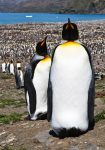 King Penguins, St. Andrews Bay, South Georgia Island