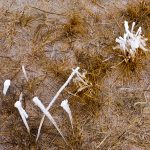 Frozen Grass, Yellowstone