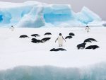 Adelie Penguins